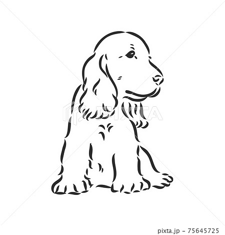 cocker spaniel muzzle