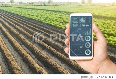 Hand holds mobile phone with crop status analysis infographics. Quality control. Innovative modern technologies in agriculture. Internet of Things. Collect data, forecasts to improve harvest quality. 75646163