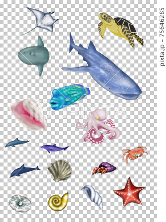南の海の生き物セット　 75646285