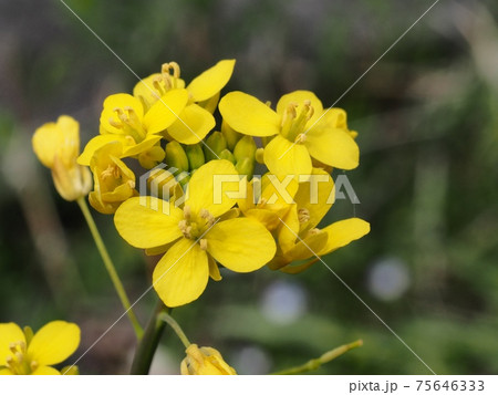 ナノハナ 75646333