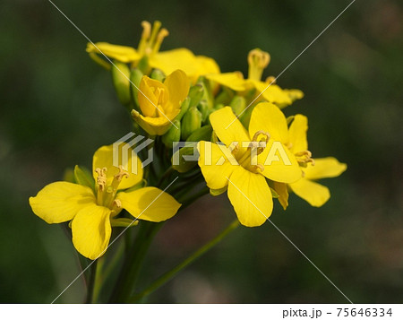 ナノハナ ナノハナ 75646334