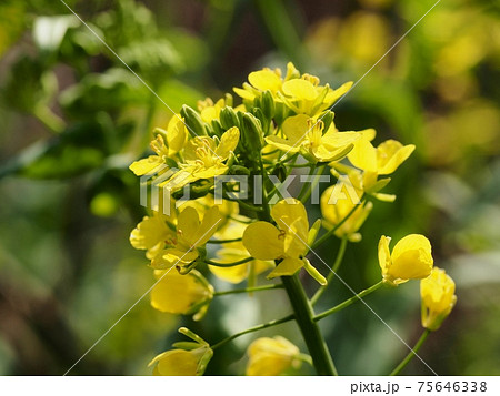 ナノハナ 75646338