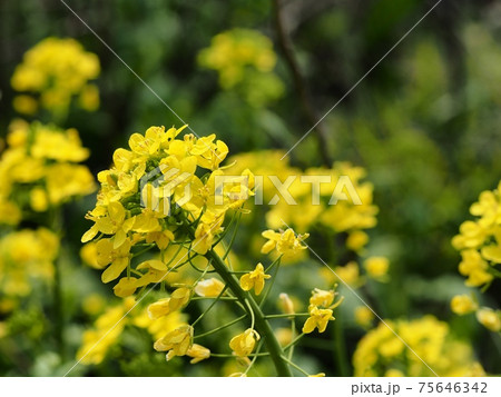 ナノハナ ナノハナ 75646342