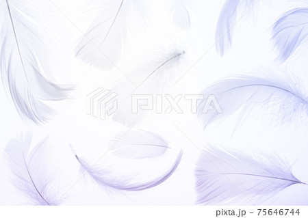 Feather pattern texture. Nature abstract bird feather closeup on white background in macro photography. Glamorous sophisticated airy artistic image on soft blurred background. 75646744