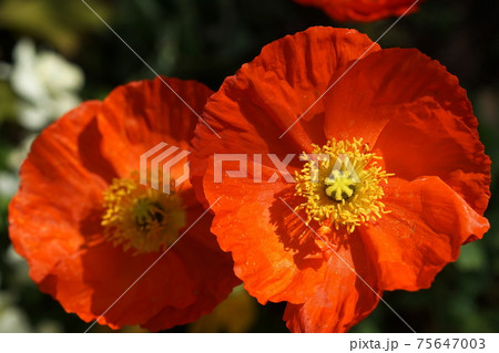 3月　調布959ポピー･ケシ科･京王フローラルガーデンアンジェ 75647003