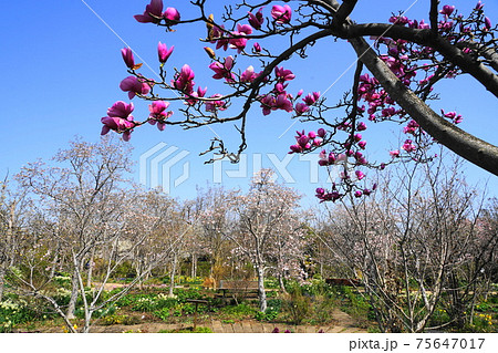 3月　調布944マグノリア･モクレン科･京王フローラルガーデンアンジェ 75647017