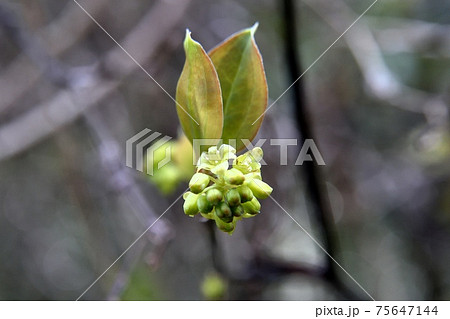 サルトリイバラの雄花 サルトリイバラの雄花 75647144