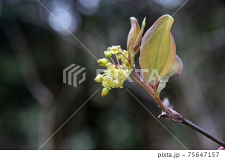 サルトリイバラの雄花 サルトリイバラの雄花 75647157