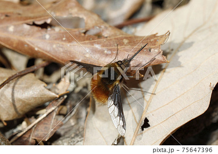 ビロウドツリアブ ビロウドツリアブ 75647396