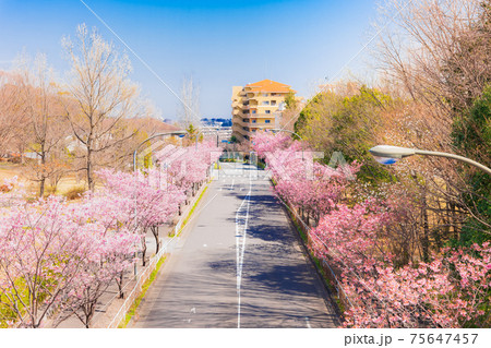 桜並木が続く郊外の住宅地 75647457