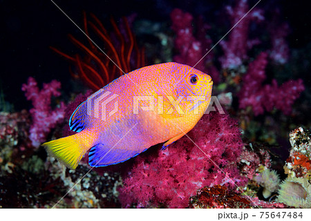 レンテンヤッコ 75647484