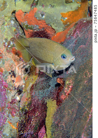 セダカスズメダイの卵保護 75647485