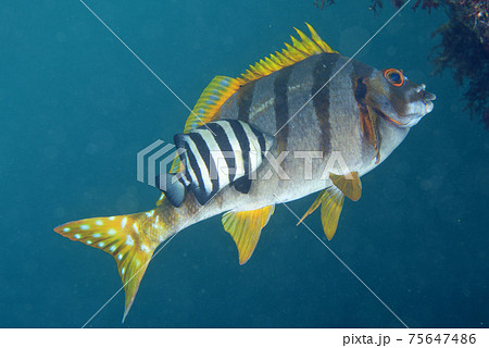 タカノハダイに寄り添うイシダイの幼魚の写真素材