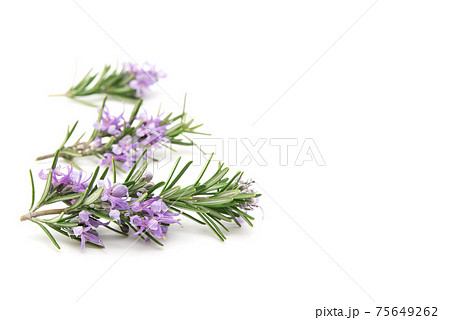 Rosemary sprig flowering isolated on white background. Aromatic evergreen shrub 75649262