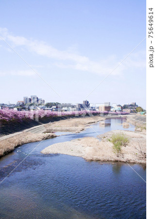 岡崎市　乙川　葵桜（河津桜） 75649614