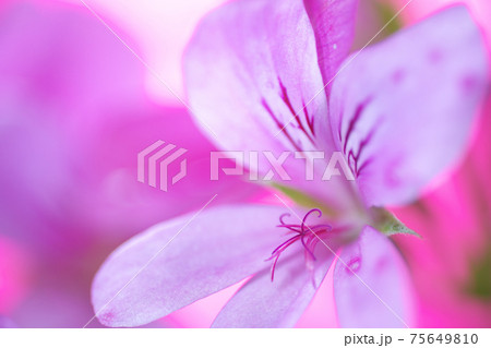 ピンクの背景にピンクのお花の写真素材