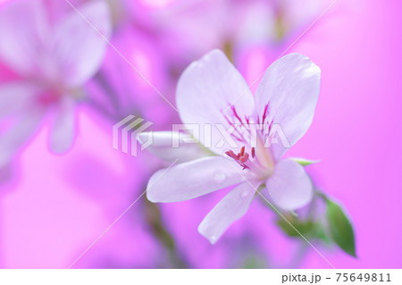 ピンクの背景にピンクのお花 ピンクの背景にピンクのお花 75649811