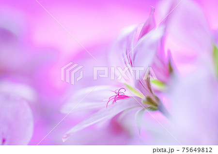 ピンクの背景にピンクのお花 75649812