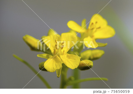 水菜の花 75650059
