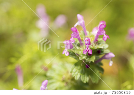 ホトケノザ 75650319