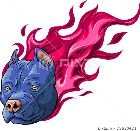 head of dog pitbull with flames vector head of dog pitbull with flames vector 75650421