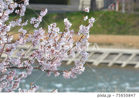桜 75650847