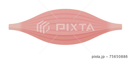 健康な筋肉・筋繊維のベクターイラスト (速筋・白筋) 75650886