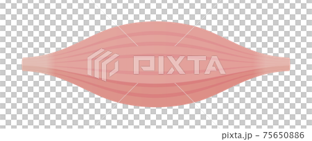 健康な筋肉・筋繊維のベクターイラスト (速筋・白筋) 75650886