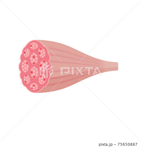 健康な筋肉・筋繊維のベクターイラスト / 断面図 (速筋・白筋) 健康な筋肉・筋繊維のベクターイラスト / 断面図 (速筋・白筋) 75650887