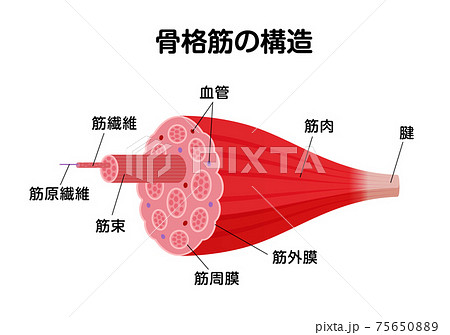 骨格筋の構造と名称 断面図 ベクターイラスト のイラスト素材