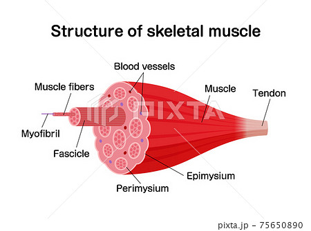 骨格筋の構造と名称 断面図 ベクターイラスト 英語 のイラスト素材