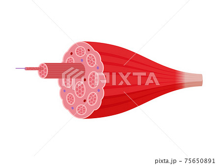 骨格筋の構造と名称 断面図 ベクターイラスト 文字なし のイラスト素材