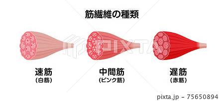 筋繊維の種類と色の違い(断面図) ベクターイラスト (速筋・中間筋・遅筋) 筋繊維の種類と色の違い(断面図) ベクターイラスト (速筋・中間筋・遅筋) 75650894