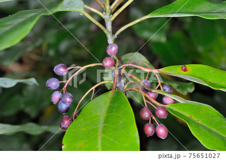 エゾユズリハの実（北海道・知床） 75651027