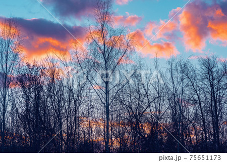 Tree on colorful sky background at sunset. Tree on colorful sky background at sunset. 75651173