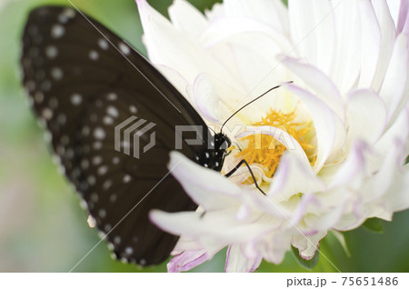 蝶が白い花の蜜を吸っています。蝶の名前はツムラサキマダラです。 75651486