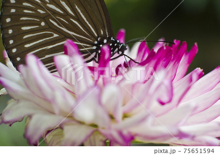◆蝶が花の蜜を吸っています。蝶の名前はツムラサキマダラです。 75651594