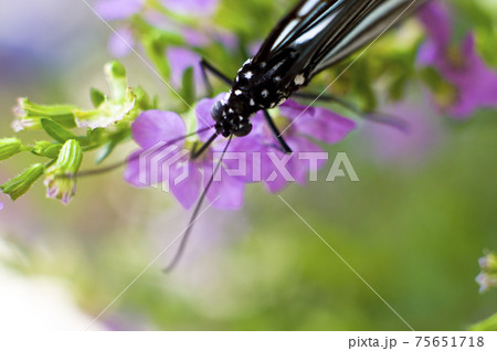 蝶が花の蜜を吸っています。蝶の名前はリュウキュウアサギマダラです。 蝶が花の蜜を吸っています。蝶の名前はリュウキュウアサギマダラです。 75651718