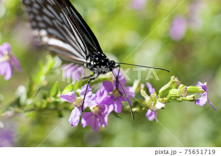 蝶が花の蜜を吸っています。蝶の名前はリュウキュウアサギマダラです。 蝶が花の蜜を吸っています。蝶の名前はリュウキュウアサギマダラです。 75651719
