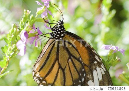 蝶がピンク色の花の蜜を吸っています 蝶の名前はスジグロカバマダラです の写真素材