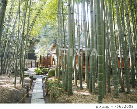 竹林の庭が美しい報国寺 75652008
