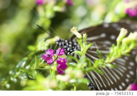 蝶が花の蜜を吸っています。蝶の名前はツムラサキマダラです。 75652151