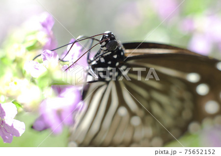 蝶が花の蜜を吸っています。蝶の名前はツムラサキマダラです。 75652152