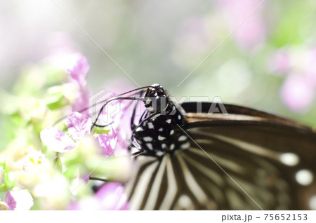 蝶が花の蜜を吸っています。蝶の名前はツムラサキマダラです。 蝶が花の蜜を吸っています。蝶の名前はツムラサキマダラです。 75652153