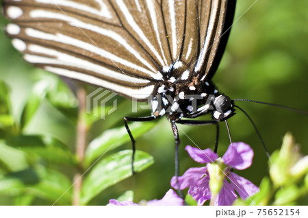 蝶が花の蜜を吸っています。蝶の名前はツムラサキマダラです。 蝶が花の蜜を吸っています。蝶の名前はツムラサキマダラです。 75652154