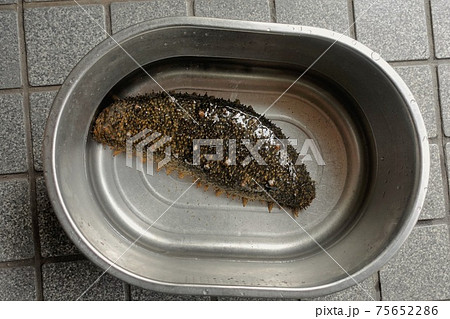 おおナマコが釣れた　手料理 75652286