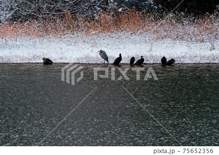 春雪の水辺 75652356