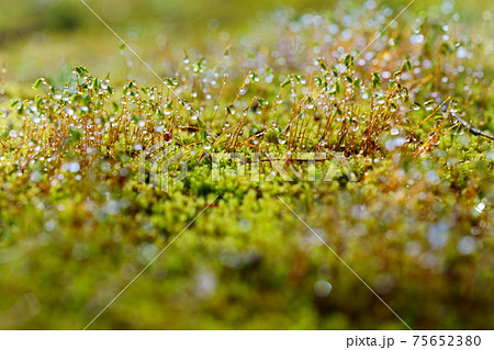 朝露の水滴・苔の胞子 75652380
