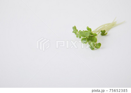 ブロッコリースプラウト ブロッコリースプラウト 75652385