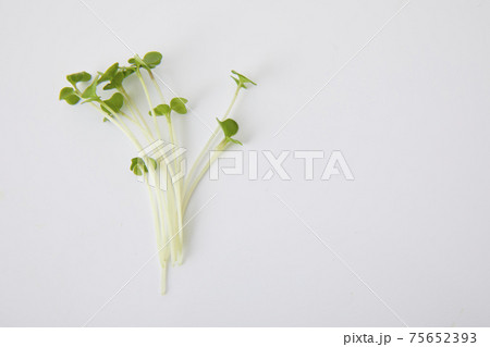 ブロッコリースプラウト 75652393